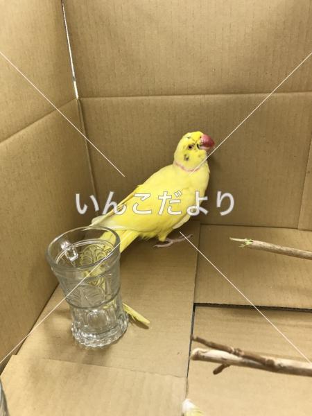 迷い鳥の写真
