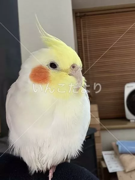 保護鳥の写真