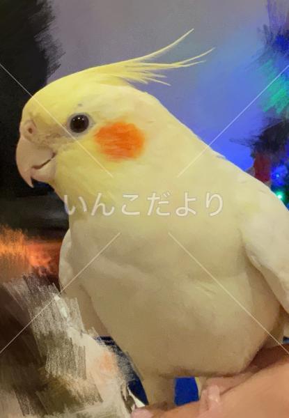 迷い鳥の写真