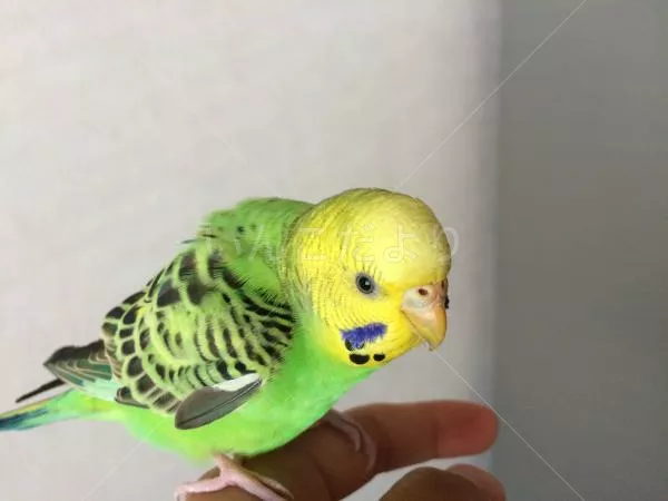 保護鳥の写真