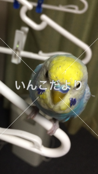 迷い鳥の写真