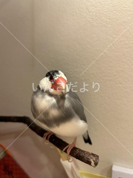 迷い鳥の写真