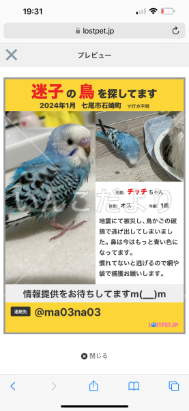 迷い鳥の写真