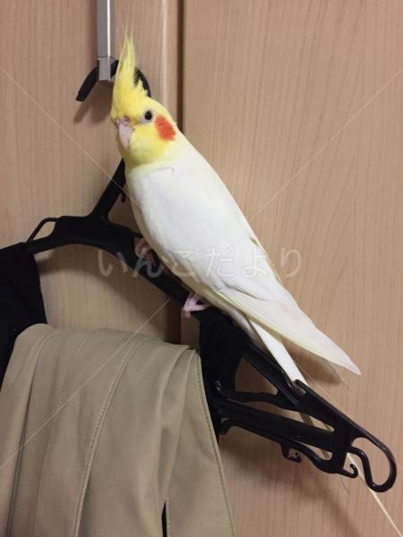 迷い鳥の写真