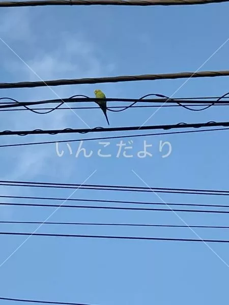 保護鳥の写真