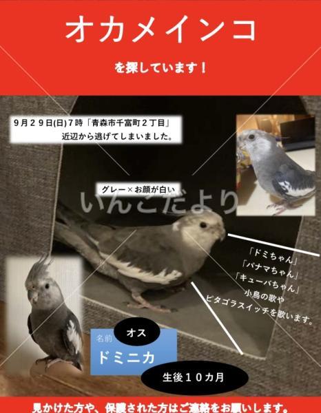 迷い鳥の写真