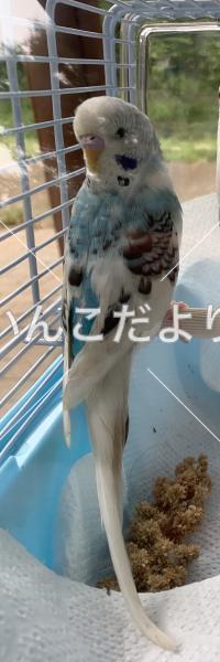 迷い鳥の写真