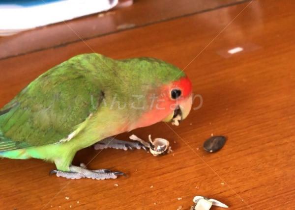 迷い鳥の写真