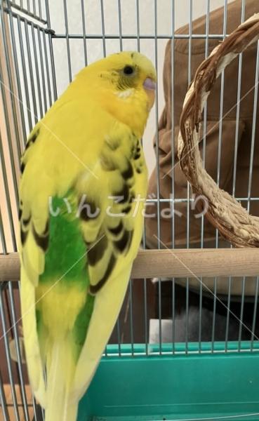 保護鳥の写真