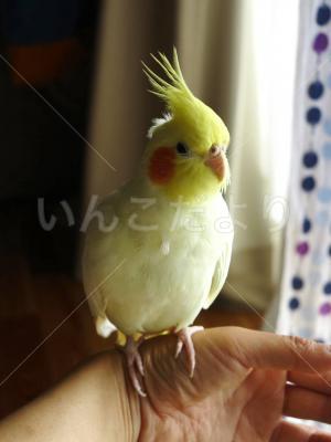 迷い鳥の写真