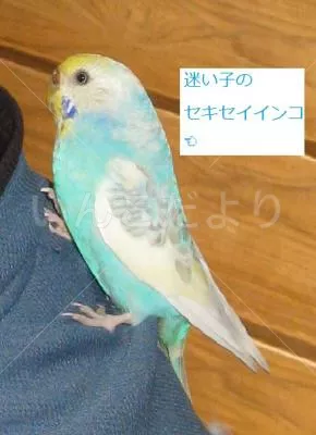 保護鳥の写真