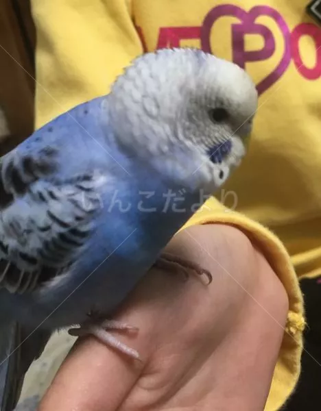 保護鳥の写真