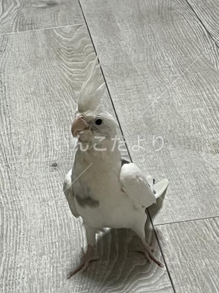 迷い鳥の写真