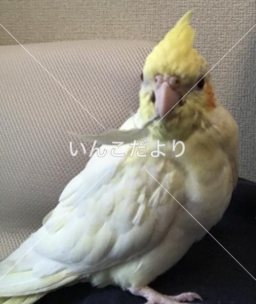 迷い鳥の写真