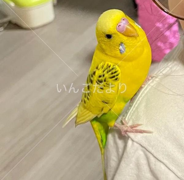 迷い鳥の写真