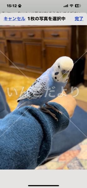 迷い鳥の写真