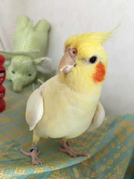 迷い鳥の写真