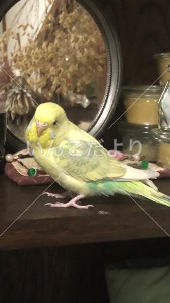 迷い鳥の写真