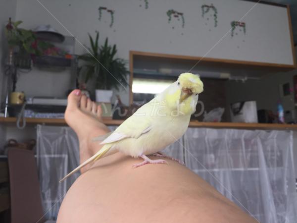 迷い鳥の写真