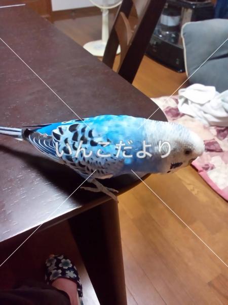 迷い鳥の写真