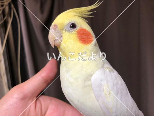 迷い鳥の写真