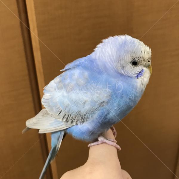 保護鳥の写真