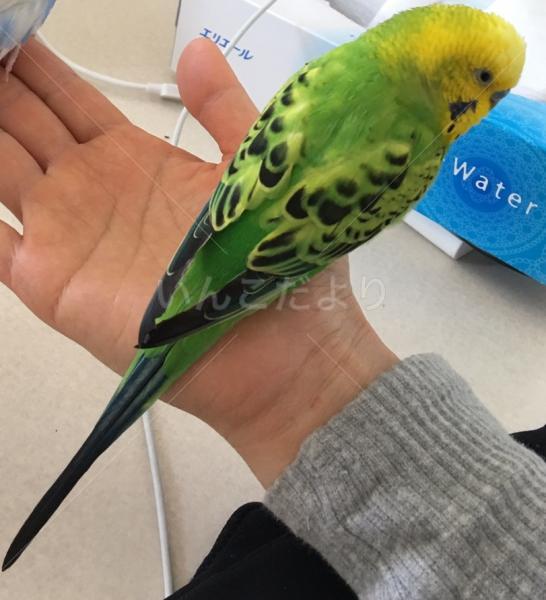 迷い鳥の写真