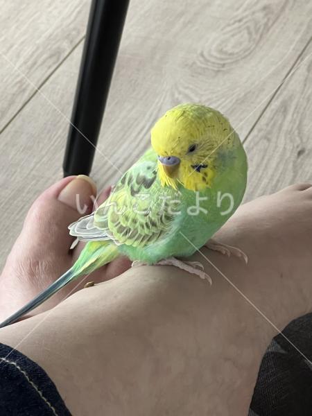 迷い鳥の写真
