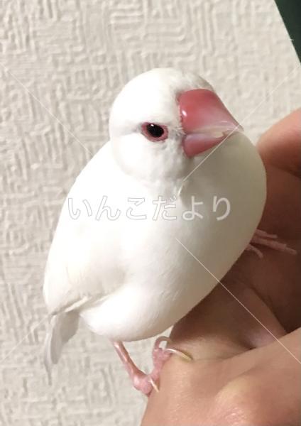 迷い鳥の写真