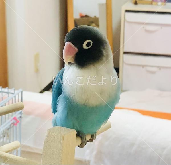 迷い鳥の写真