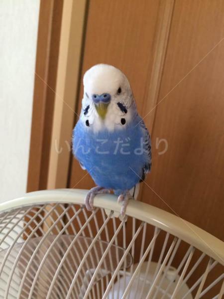 迷い鳥の写真