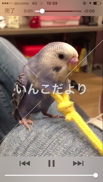迷い鳥の写真
