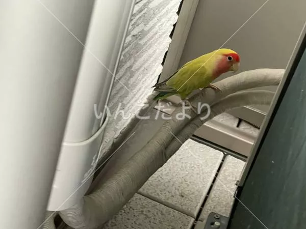保護鳥の写真
