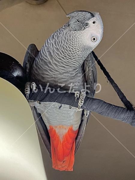 迷い鳥の写真