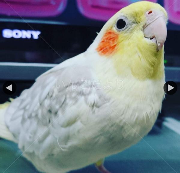 迷い鳥の写真