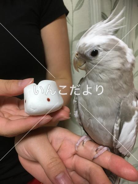 迷い鳥の写真