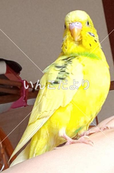 迷い鳥の写真