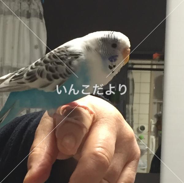 迷い鳥の写真