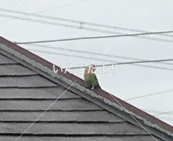 保護鳥の写真