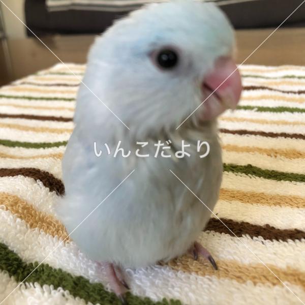 迷い鳥の写真