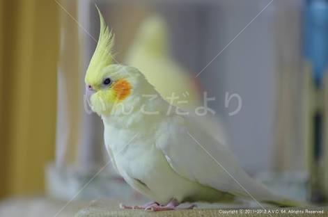 迷い鳥の写真