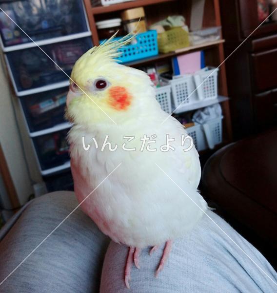 迷い鳥の写真