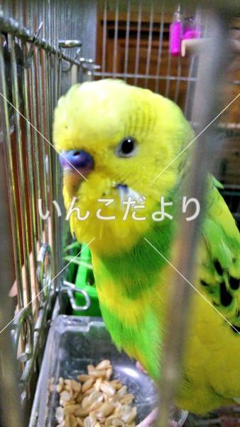 迷い鳥の写真