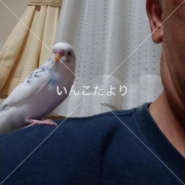 迷い鳥の写真