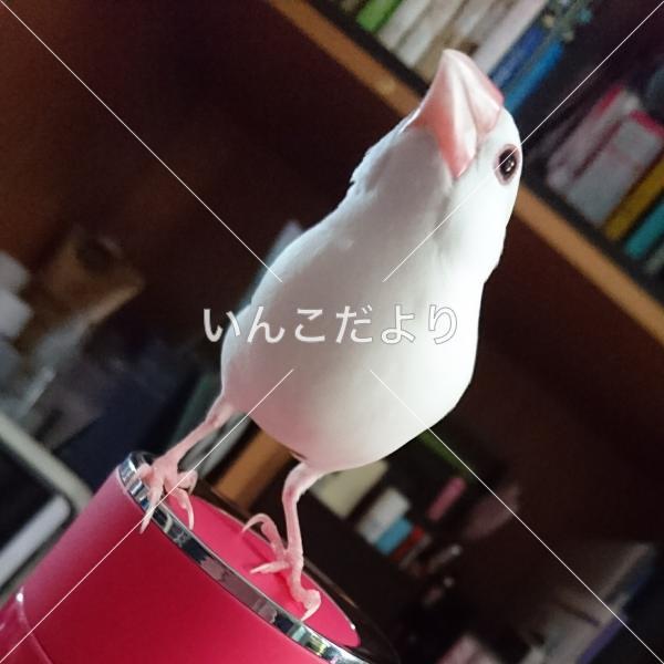 迷い鳥の写真