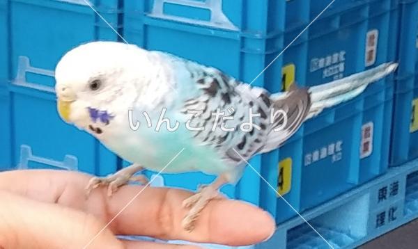 保護鳥の写真