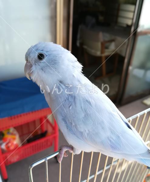 迷い鳥の写真