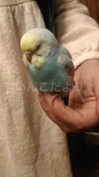 保護鳥の写真