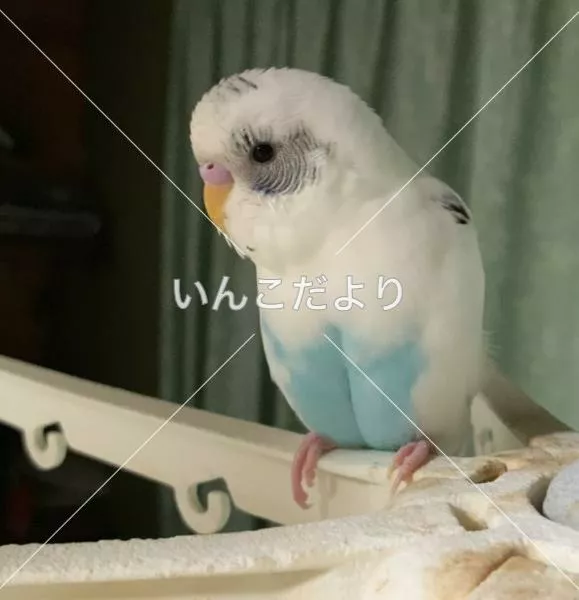 迷い鳥の写真