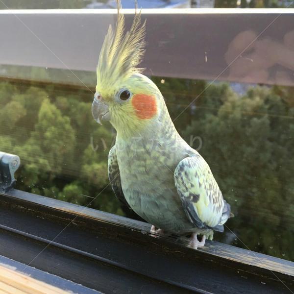 迷い鳥の写真